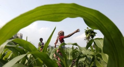 Agriculture Stocks Flourish As Govt Allocates Rs 1.52 Lakh Cr For Agri And Allied Sectors